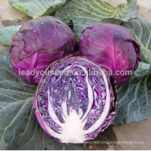 JC07 Rose cabbage seeds with high yield vegetable seed, Chinese cabbage seed